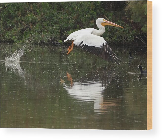 American Wood Print featuring the photograph American White Pelican 6486-113017-3cr by Tam Ryan