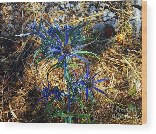 Sea Holly Wood Print featuring the photograph Amethyst Sea Holly by Jasna Dragun