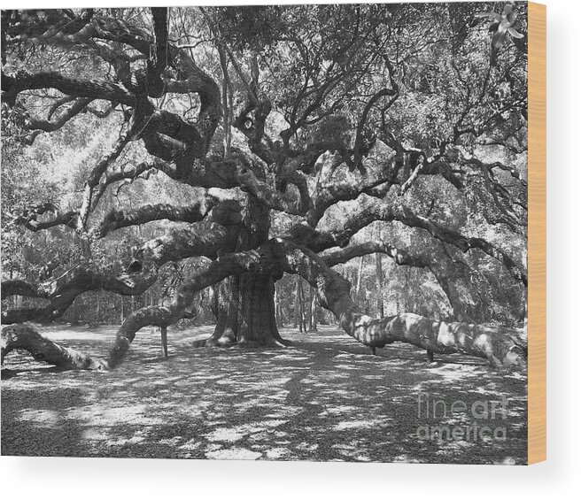 Black And White Wood Print featuring the photograph Angel Oak Tree Black and White by Melanie Snipes