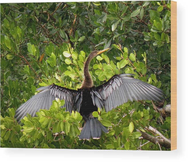Bird Wood Print featuring the photograph Anhinga with Silver Wings by Rosalie Scanlon