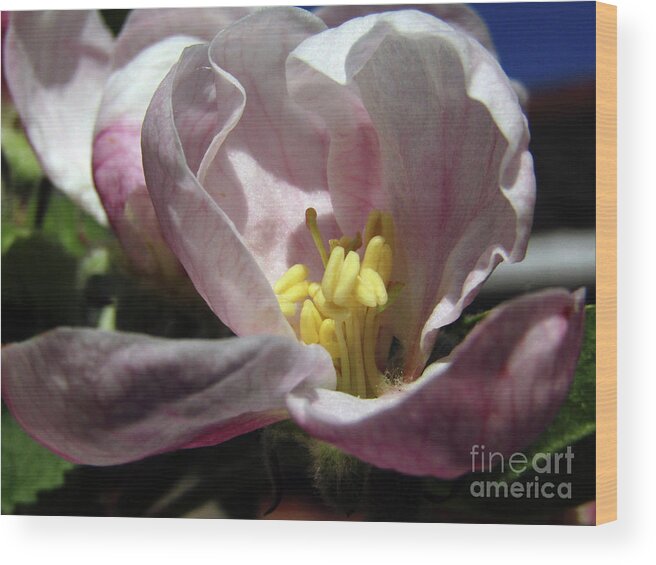 Apple Blossoms Wood Print featuring the photograph Apple Blossoms 4 by Kim Tran