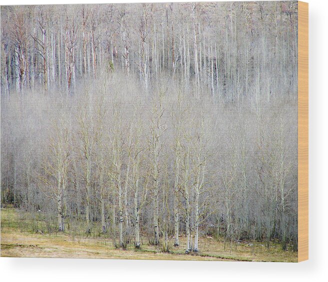 Aspens Wood Print featuring the photograph Aspen Trees by Neil Pankler