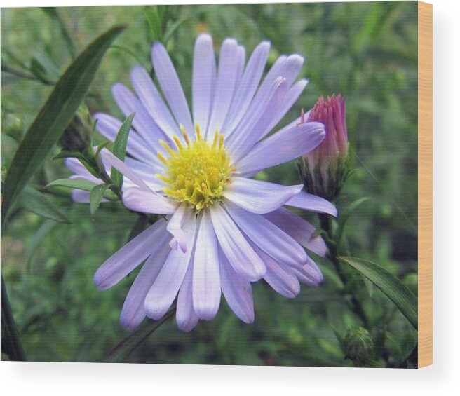 Flower Wood Print featuring the photograph Aster by Vesna Martinjak