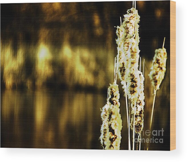 Cattails Wood Print featuring the photograph At Water's Edge by Don Kenworthy