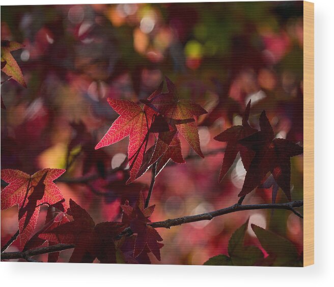 Leaves Wood Print featuring the photograph August Leaves by Derek Dean