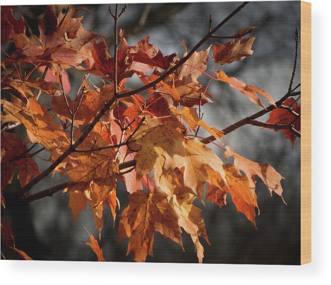  Wood Print featuring the photograph Autumn Gray by Kimberly Mackowski