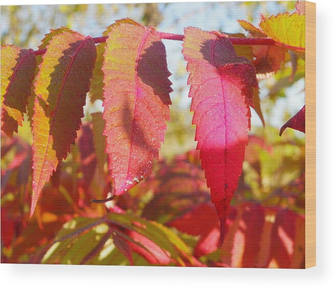 Nature Wood Print featuring the photograph Autumn Has Arrived by Peggy King