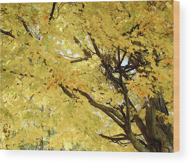 Tree Wood Print featuring the photograph Autumn Tree by Raymond Earley
