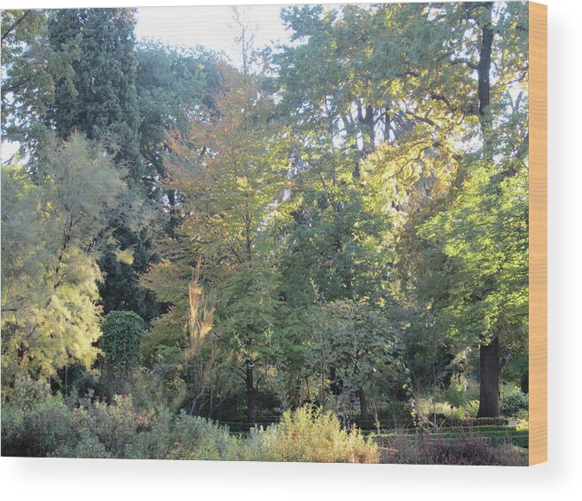 Gold Wood Print featuring the photograph Autumnal Delight Madrid by Laura Davis