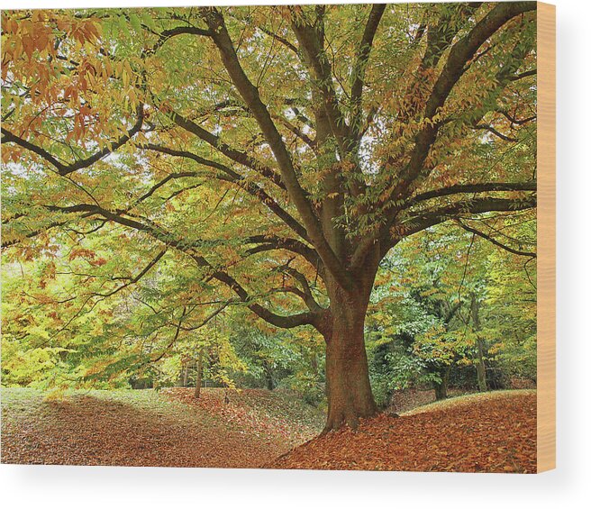 Autumn Leaves Wood Print featuring the photograph Autumn's Majesty by Gill Billington