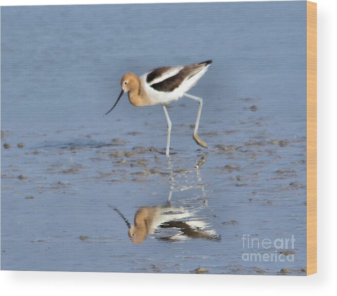  Bird Wood Print featuring the photograph Avocet and reflection by Jeff Swan