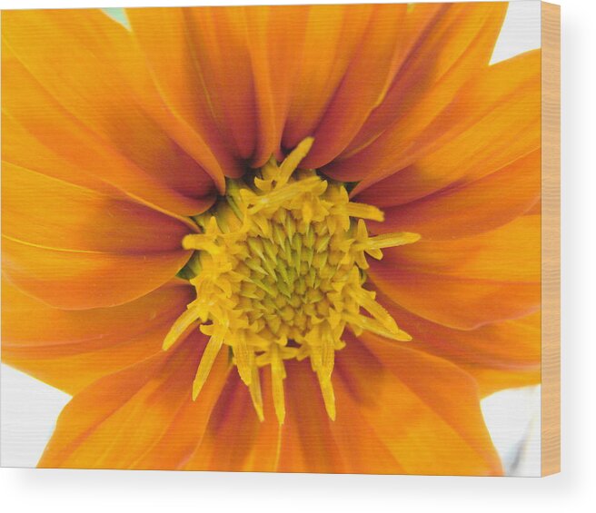 Orange Wood Print featuring the photograph Awesome Blossom by Mary Halpin