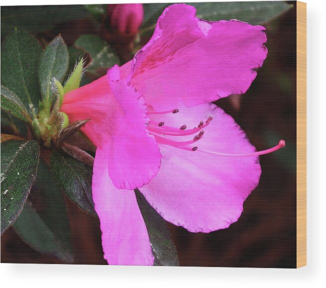 Beautiful Wood Print featuring the photograph Azalea 2018 by Cathy Harper
