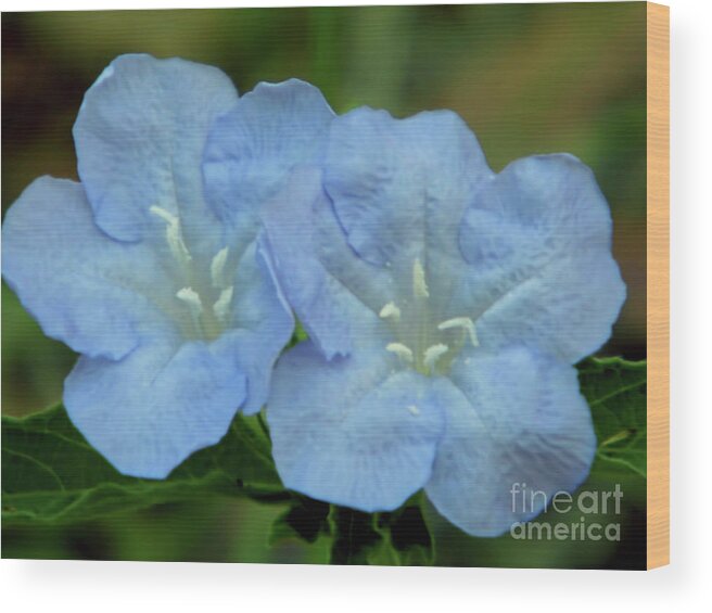 Wild Petunia Wood Print featuring the photograph Baby Blues by D Hackett