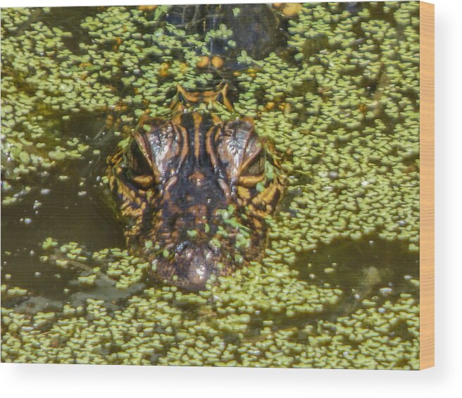 Orcinusfotograffy Wood Print featuring the photograph Baby Gator by Kimo Fernandez