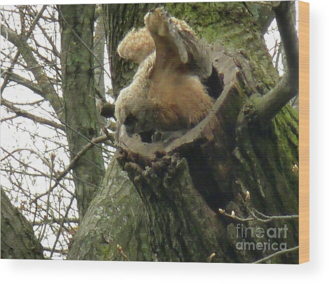 Great Horned Owl Wood Print featuring the photograph Baby Hooter Wing Check by David Bearden