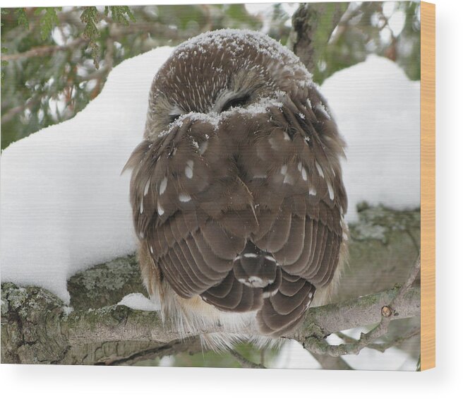 Saw-whet Owl Wood Print featuring the photograph Baby it's cold outside by David Barker