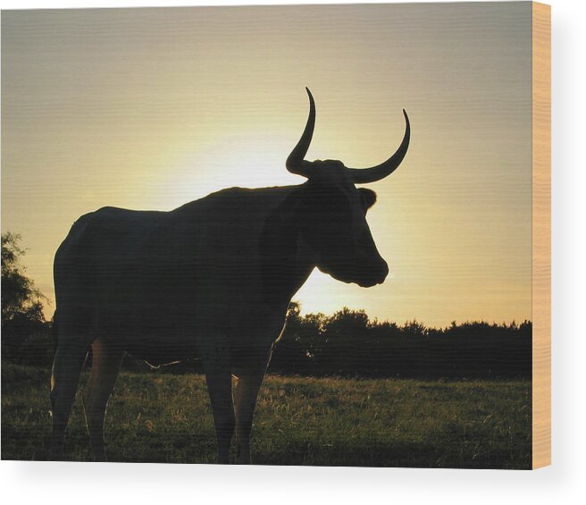 Backlit Wood Print featuring the photograph Backlit Longhorn by Ted Keller