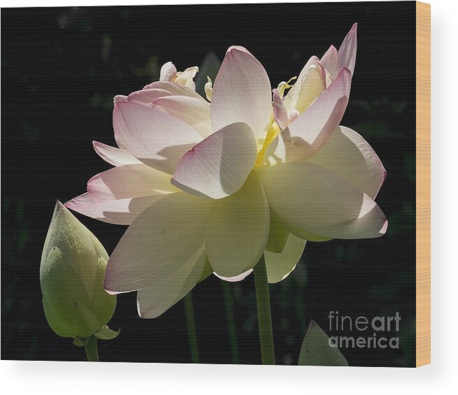 Flowers Wood Print featuring the photograph Backlit Lotus Blossom by Lili Feinstein