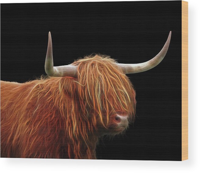 Highland Cow Wood Print featuring the photograph Bad Hair Day - Highland Cow - On Black by Gill Billington