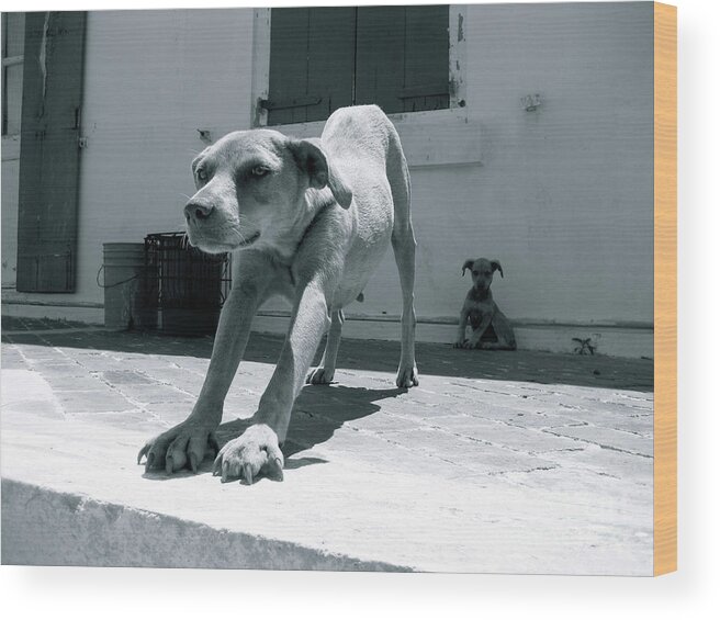 Dog Wood Print featuring the photograph Bahamas Dog by Becqi Sherman