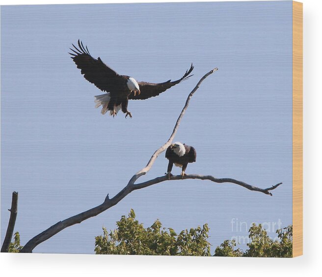 Bald Eagles Wood Print featuring the photograph Bald Eagles 1274 by Jack Schultz