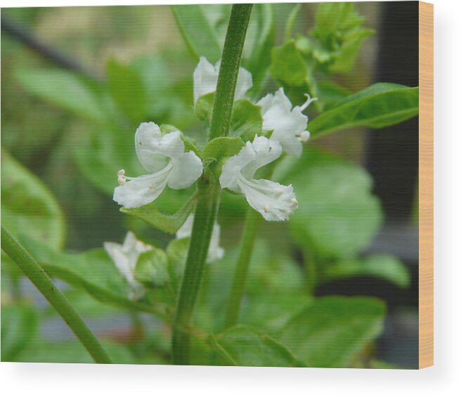 Plant Wood Print featuring the photograph Basil Blossom by Valerie Ornstein