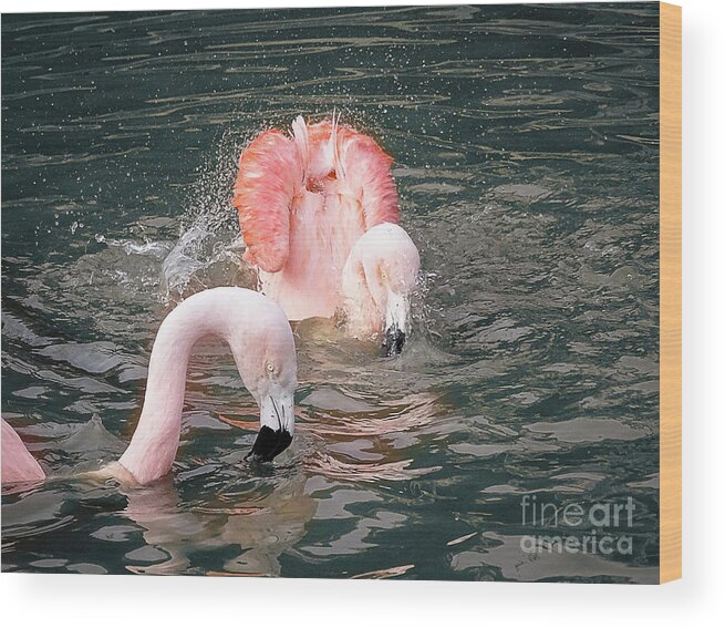 Photoshop Wood Print featuring the photograph Bath Time For the Flamingos by Melissa Messick