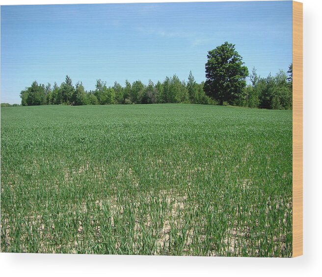 Landscape Wood Print featuring the photograph Bean Field by Todd Zabel