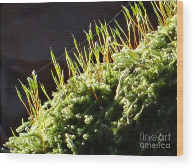 Moss Wood Print featuring the photograph Beautiful moss in sunlight by Karin Ravasio