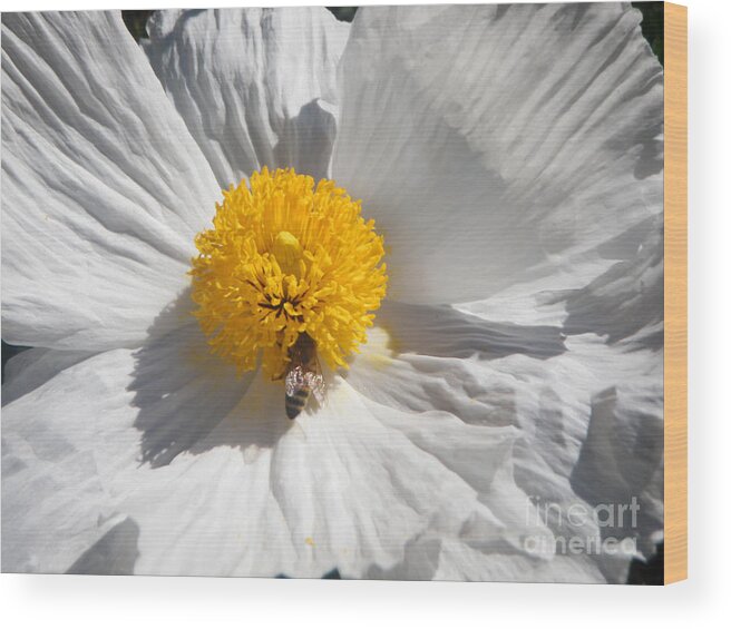 Wood Print featuring the photograph Bee's Gold by Daniele Smith