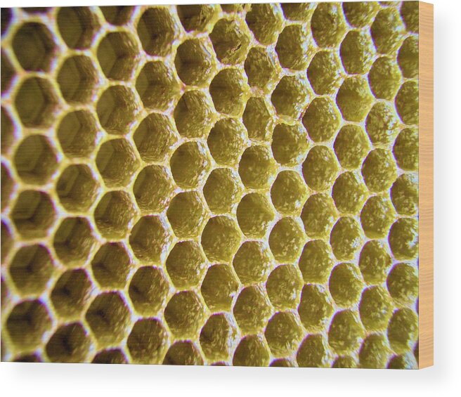 Honey Wood Print featuring the photograph Bee's Home by Nicole Angell
