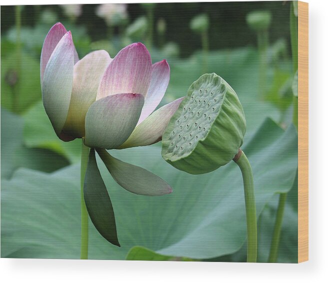 Lotus Wood Print featuring the painting Before and After by Jamie Downs