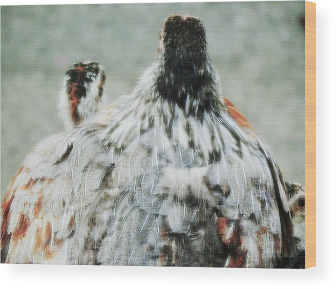 Wildlife Chicken Wild Hen Chicks Rain Safety Parenting Wildlife Photography Bird Photography Nature Love Wood Print featuring the photograph Beneath My Wings by Jan Gelders