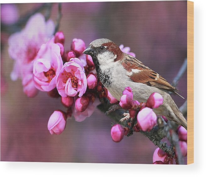 Sparrow Wood Print featuring the photograph Bird and Blossoms by Vanessa Thomas