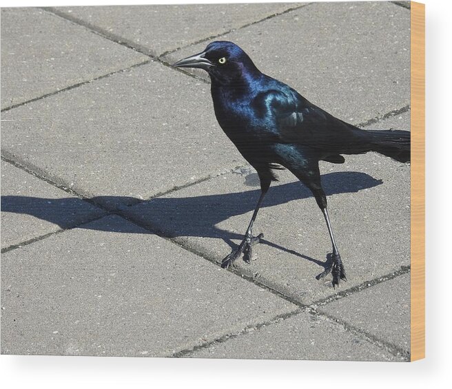 Grackle Wood Print featuring the photograph Bird Shadowing by Jan Gelders