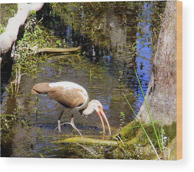 Birds Wood Print featuring the photograph Birds of the Everglades by Charlene Cox