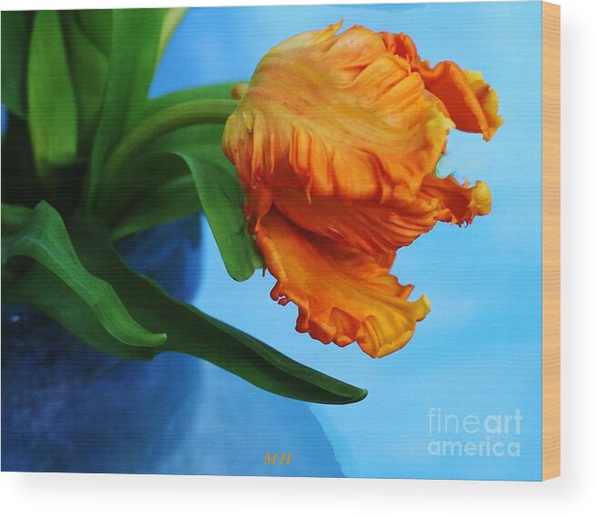 Photograph Wood Print featuring the photograph Birthing A Parrot Tulip by Marsha Heiken