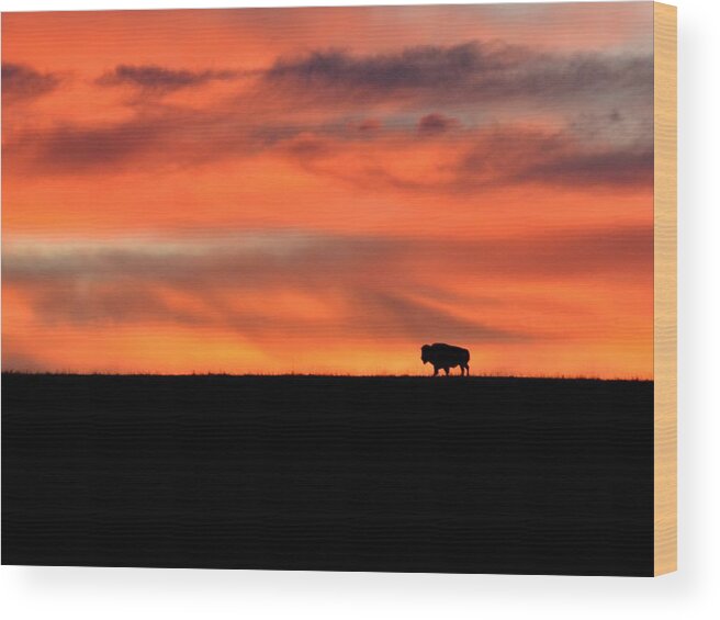  Wood Print featuring the photograph Bison in the Morning Light by Keith Stokes