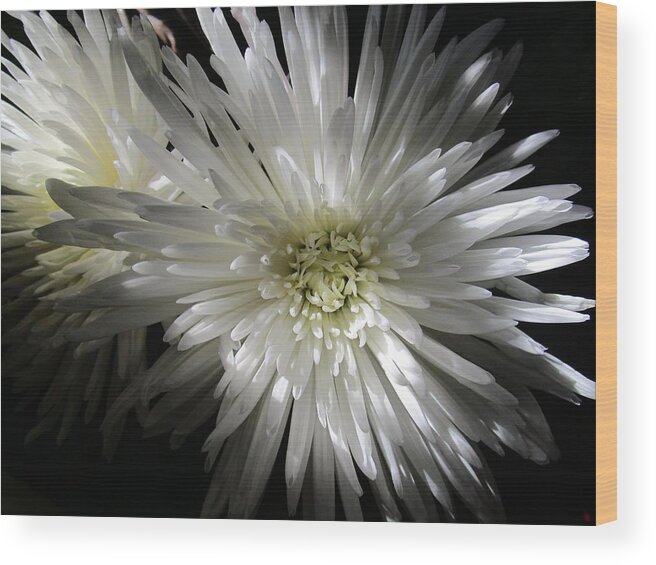 Chrysanthemum Wood Print featuring the photograph Black and White by Rosita Larsson