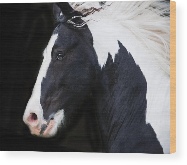 Equine Wood Print featuring the photograph Black and White Study by Terry Kirkland Cook