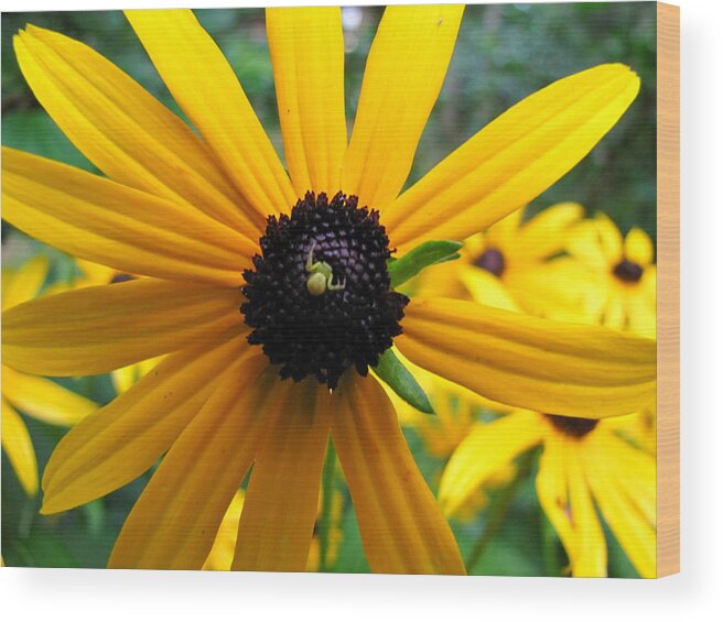 Flower Wood Print featuring the photograph Black-eyed Susan and a Traveler by Lori Miller