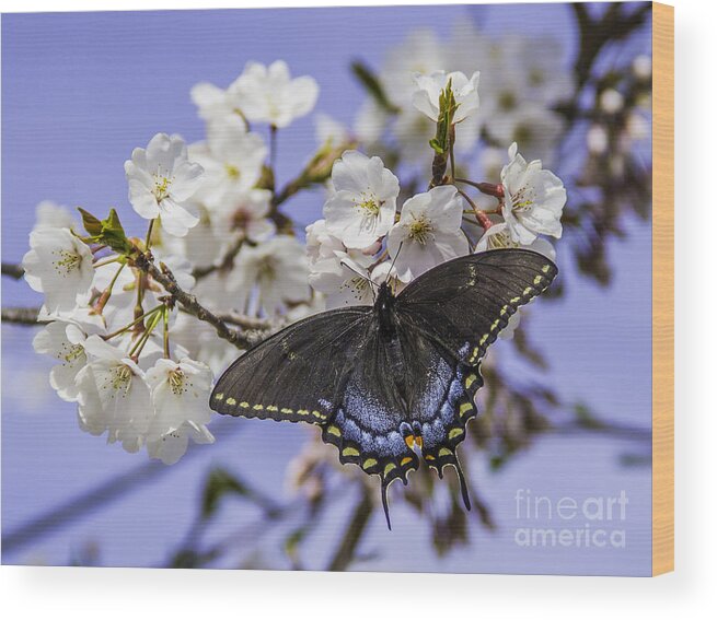 Butterfly Wood Print featuring the photograph Black Swallowtail Butterfly by Allen Nice-Webb