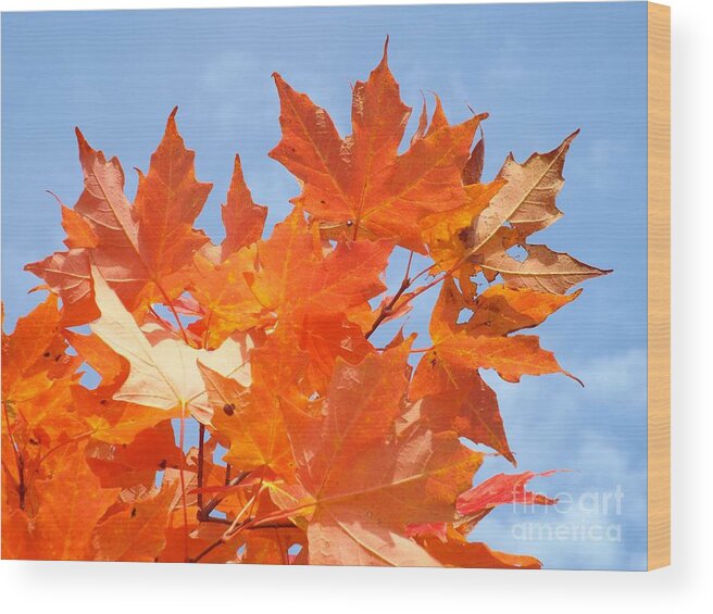 Fall Wood Print featuring the photograph Blazing Maple by Barbara Von Pagel