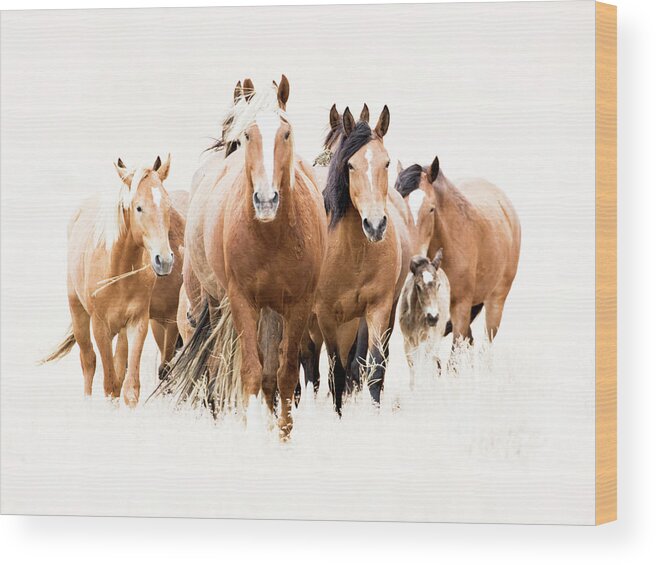 Mustangs Wood Print featuring the photograph Blondie's band by John T Humphrey