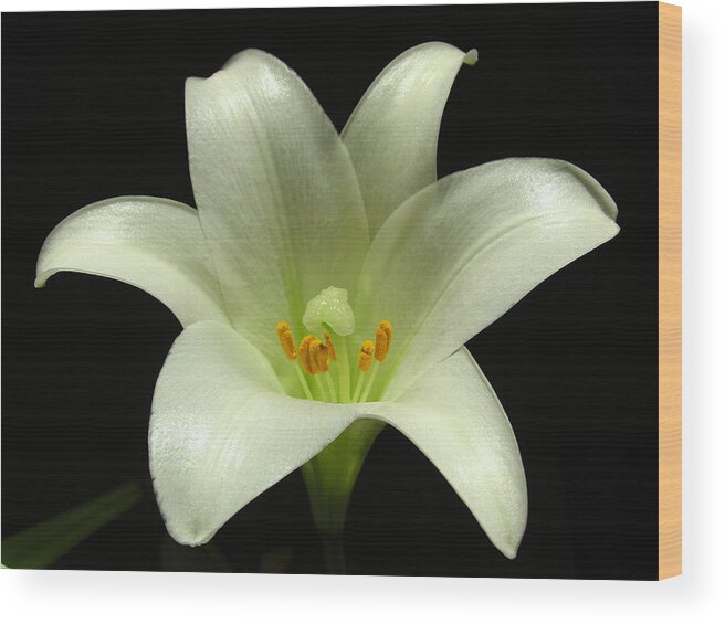 Lily Wood Print featuring the photograph Blooming Flower Photography by Juergen Roth