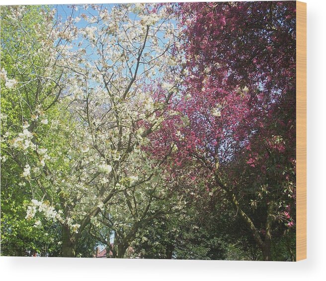 Blossom Wood Print featuring the photograph Blossom Trio by Judith Desrosiers