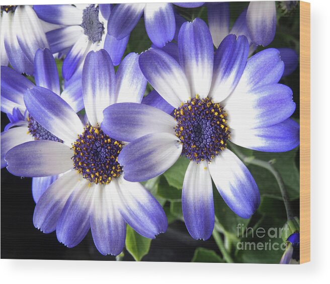 Flowers Wood Print featuring the photograph Blue Bi-Color Pericallis Senetti by Dorothy Lee