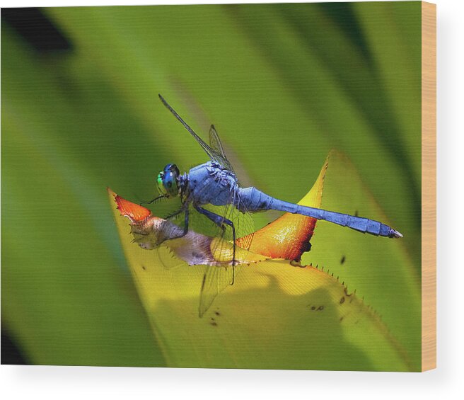 Sandra Anderson Wood Print featuring the photograph Blue Dasher Dragonfly by Sandra Anderson