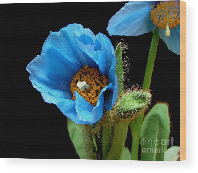 Meconopsis Wood Print featuring the photograph Blue Poppy by Robert Nankervis